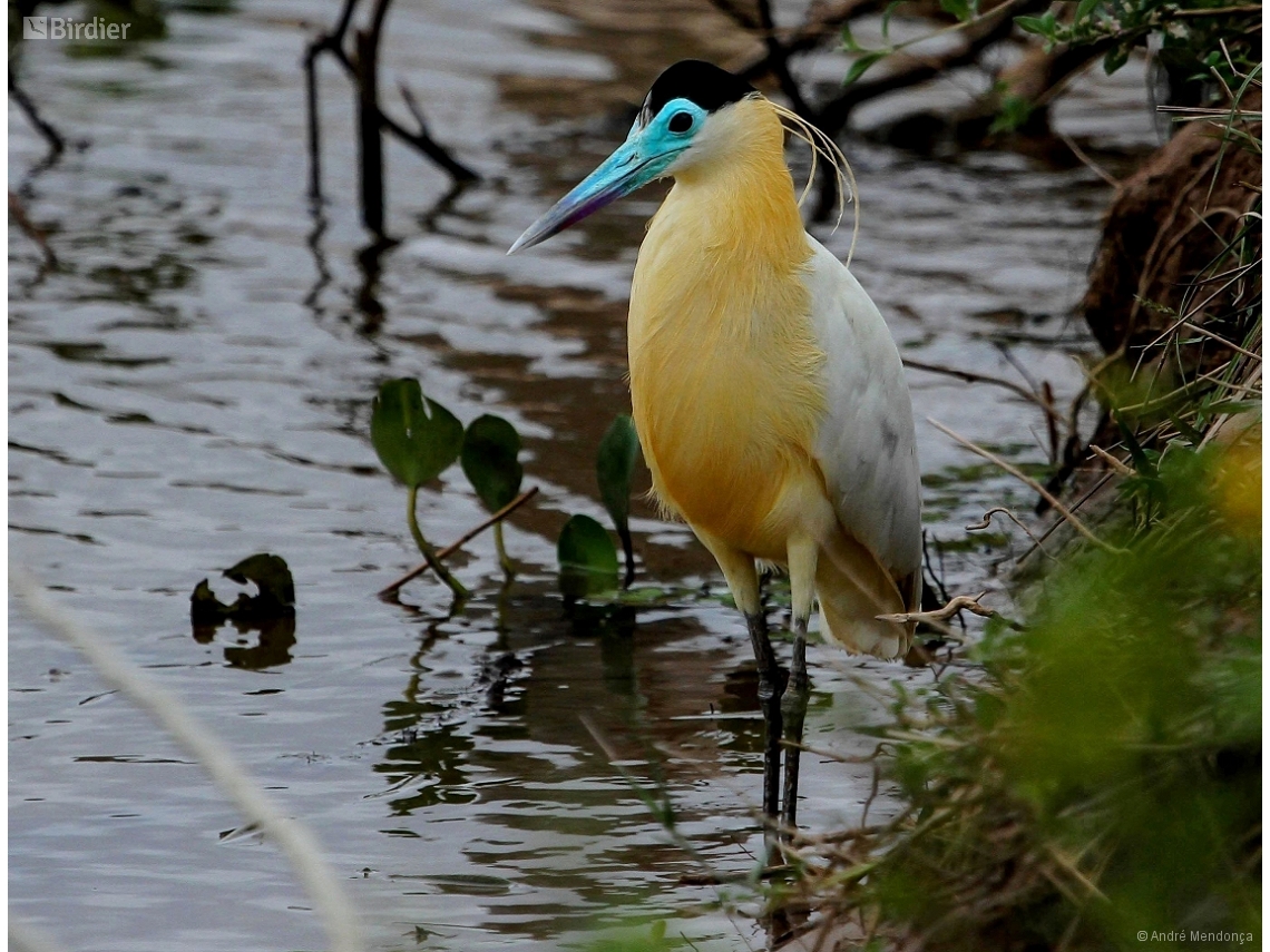 Pilherodius pileatus