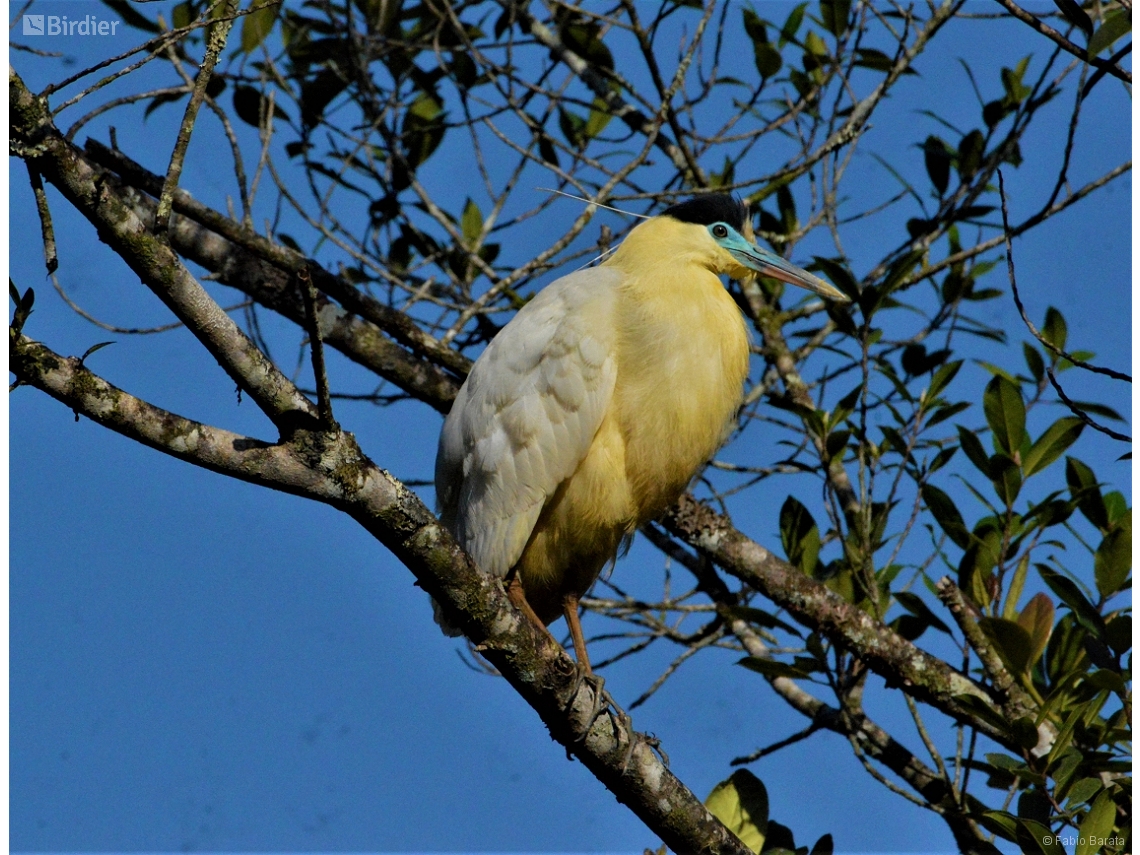 Pilherodius pileatus
