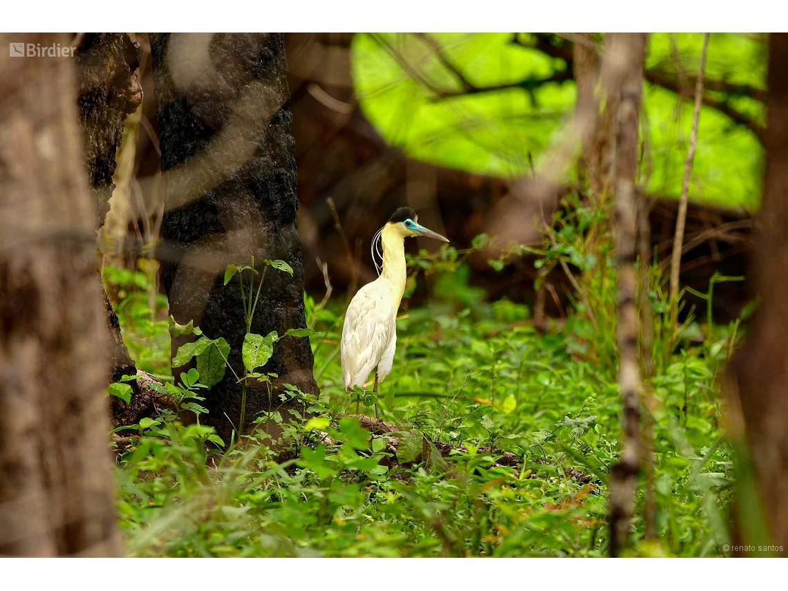 Pilherodius pileatus