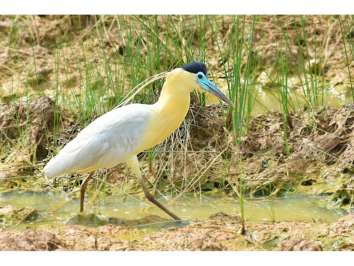 Pilherodius pileatus