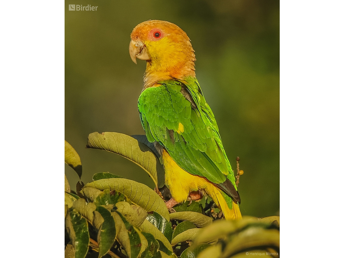 Pionites leucogaster