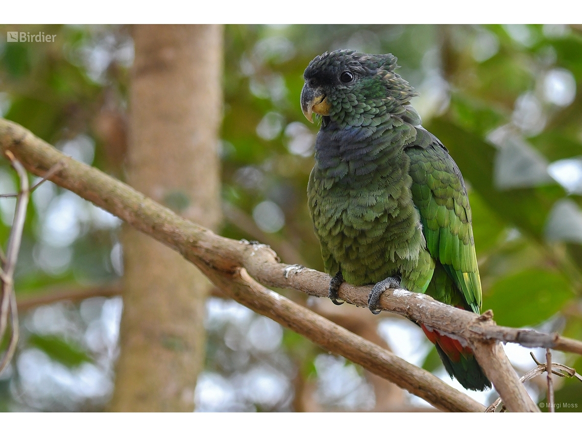 Pionus maximiliani