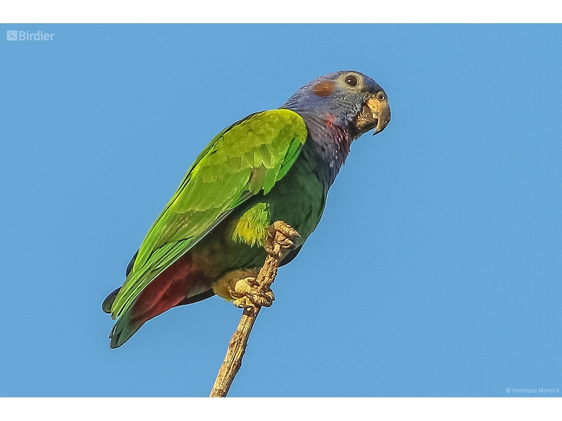 Pionus menstruus