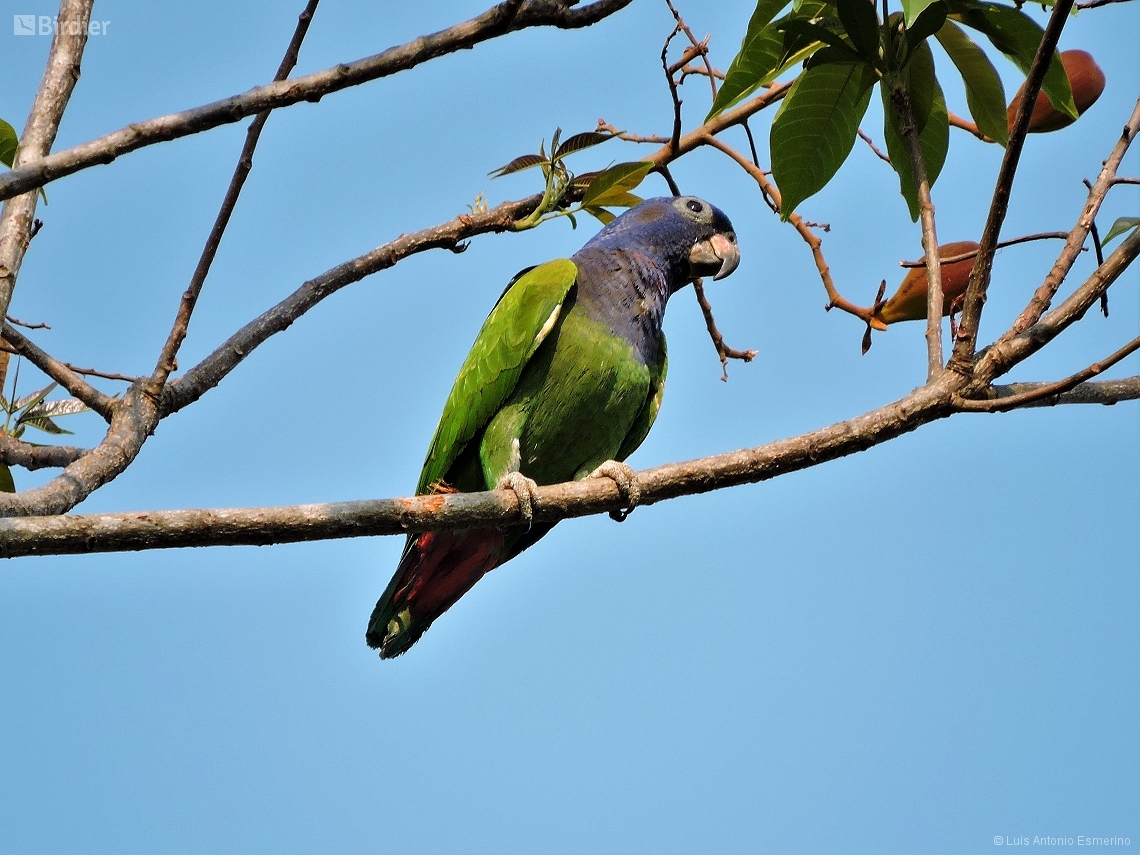 Pionus menstruus