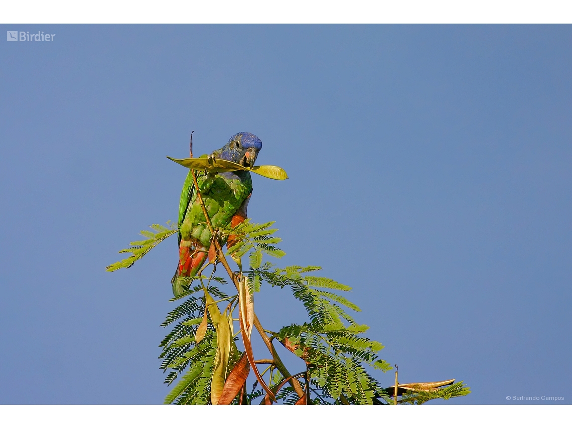 Pionus menstruus