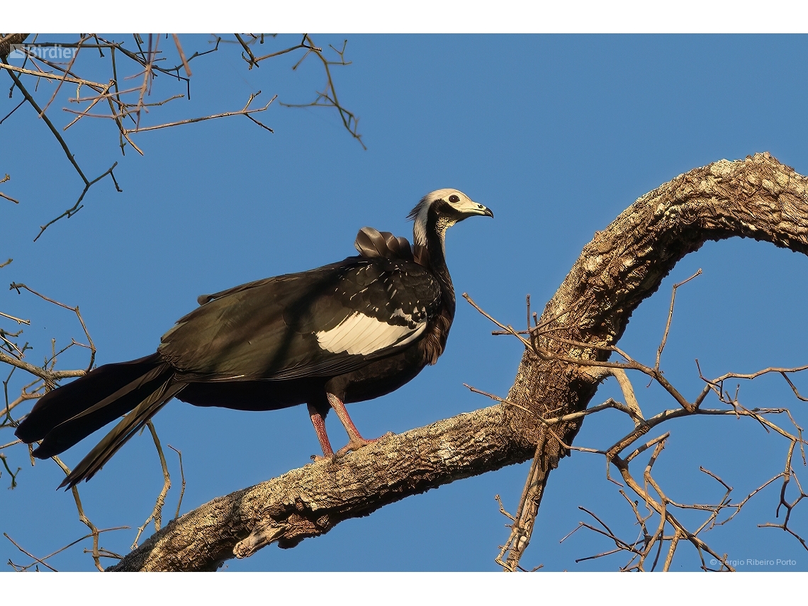 Pipile cumanensis