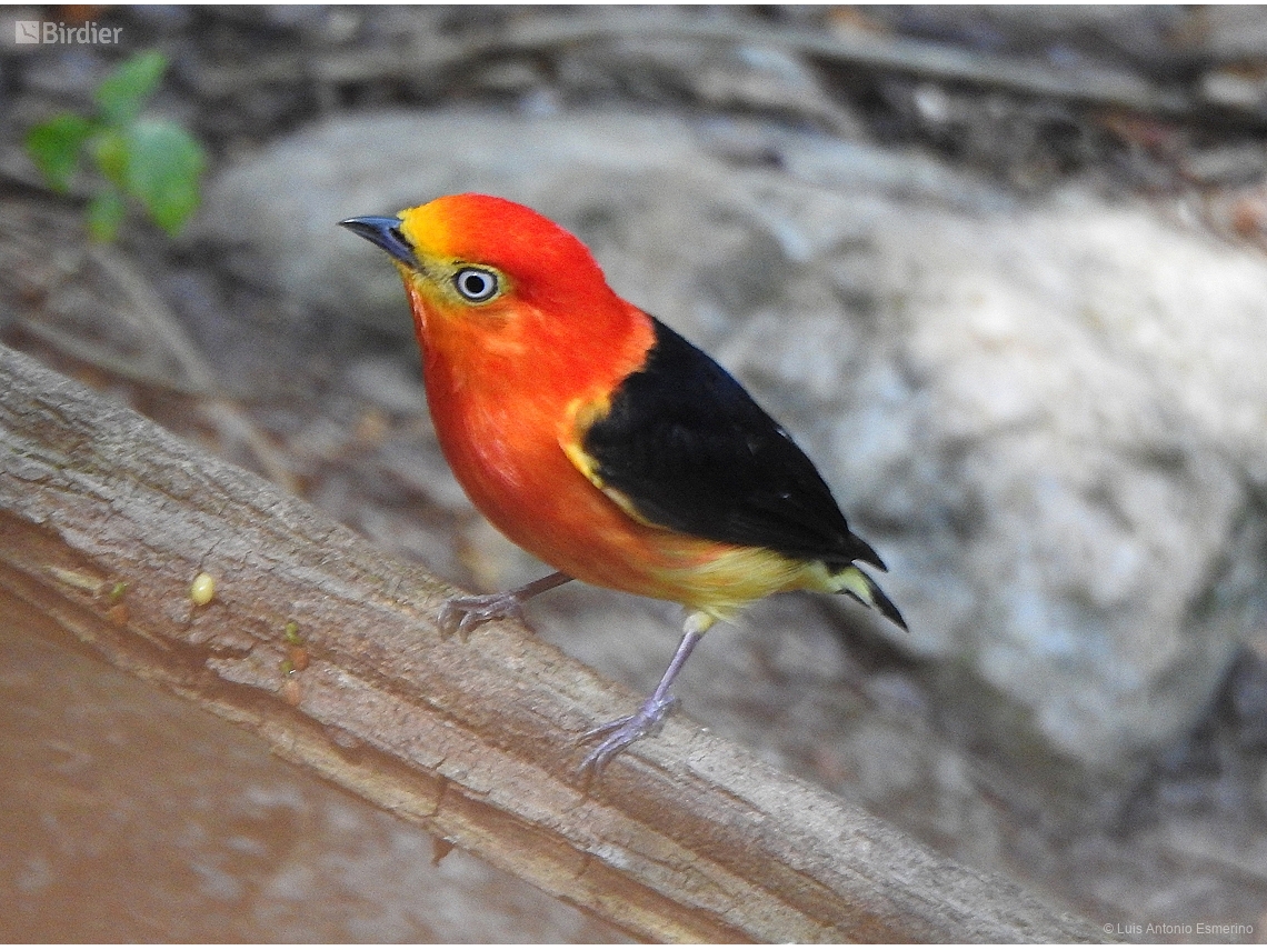 Pipra fasciicauda