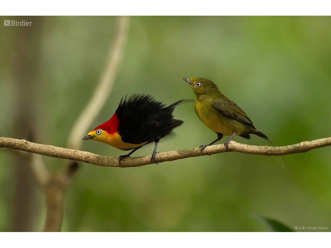 Pipra filicauda