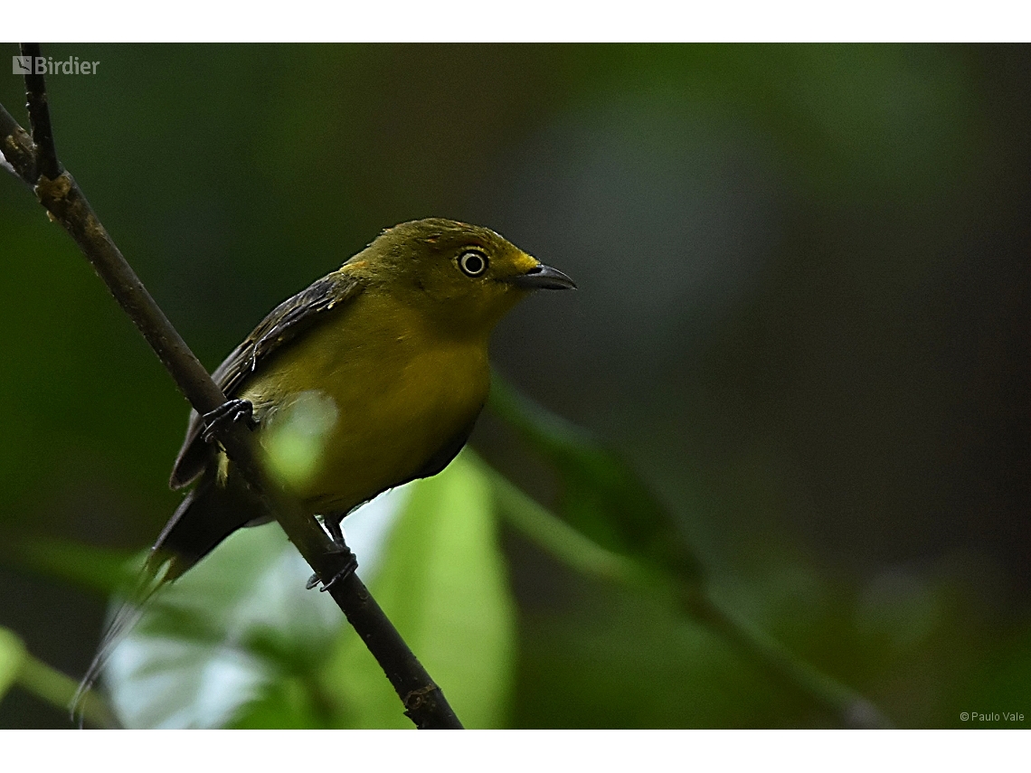 Pipra filicauda