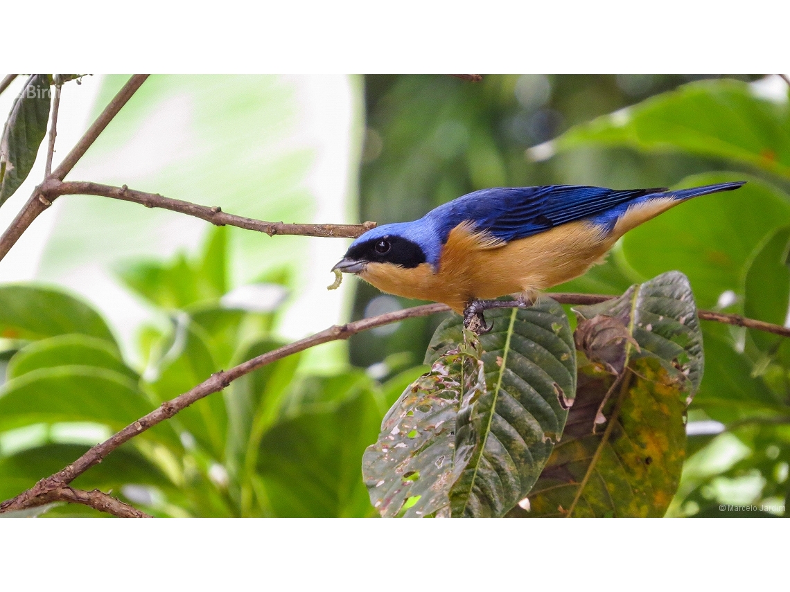 Pipraeidea melanonota