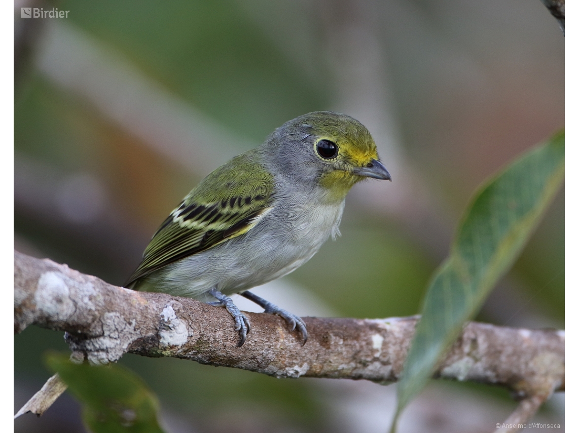 Piprites chloris