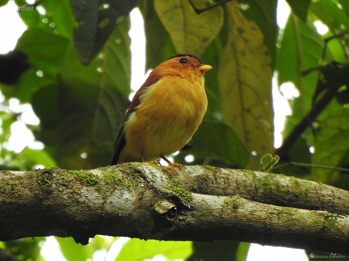 Piprites pileata