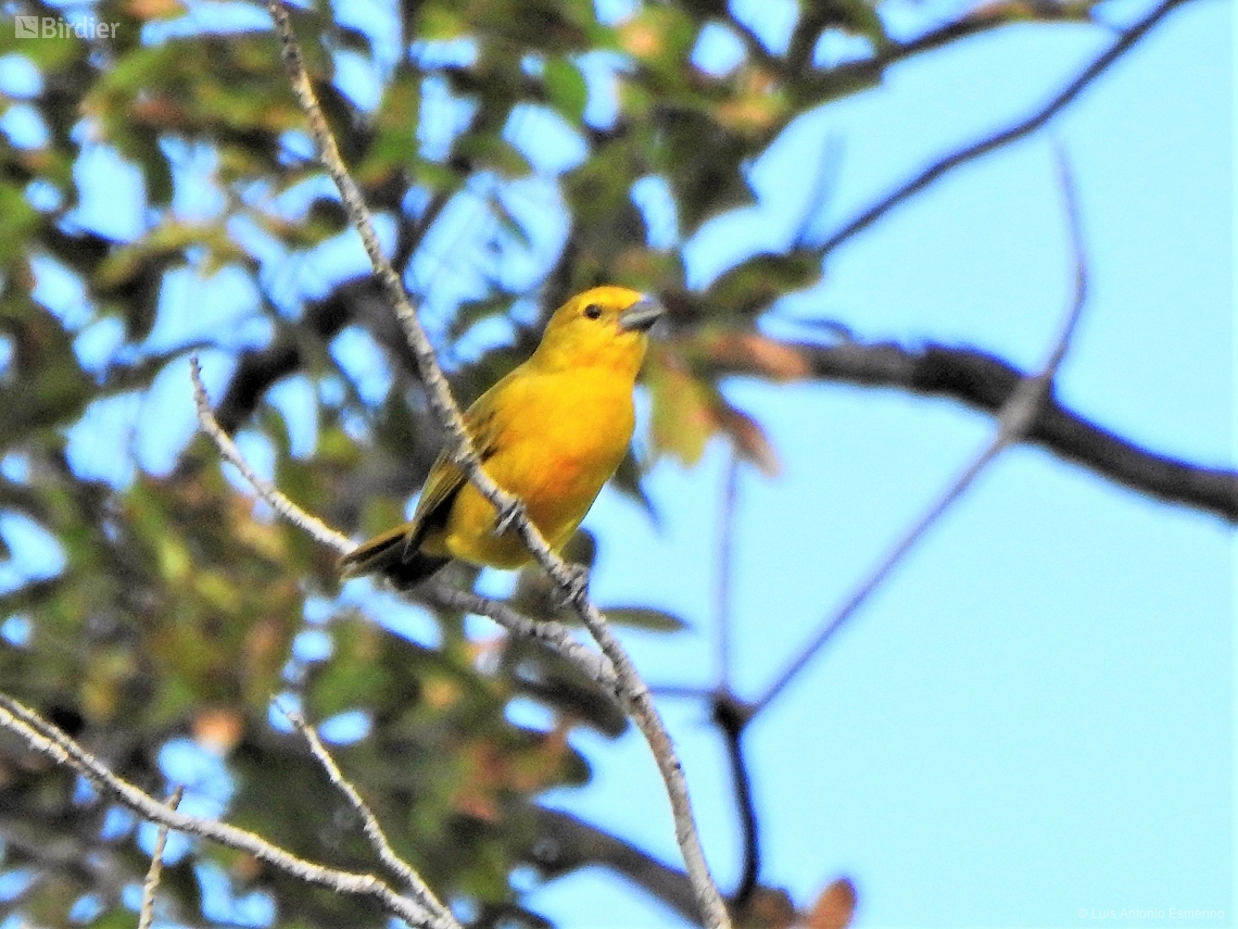 Piranga flava