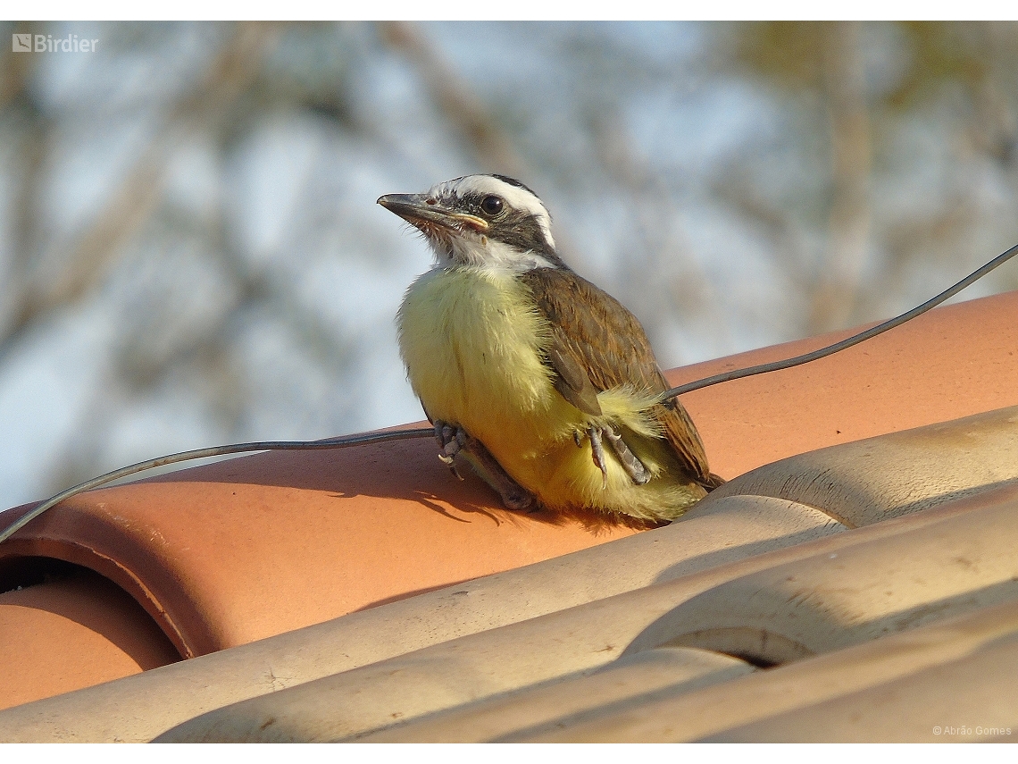 Pitangus sulphuratus