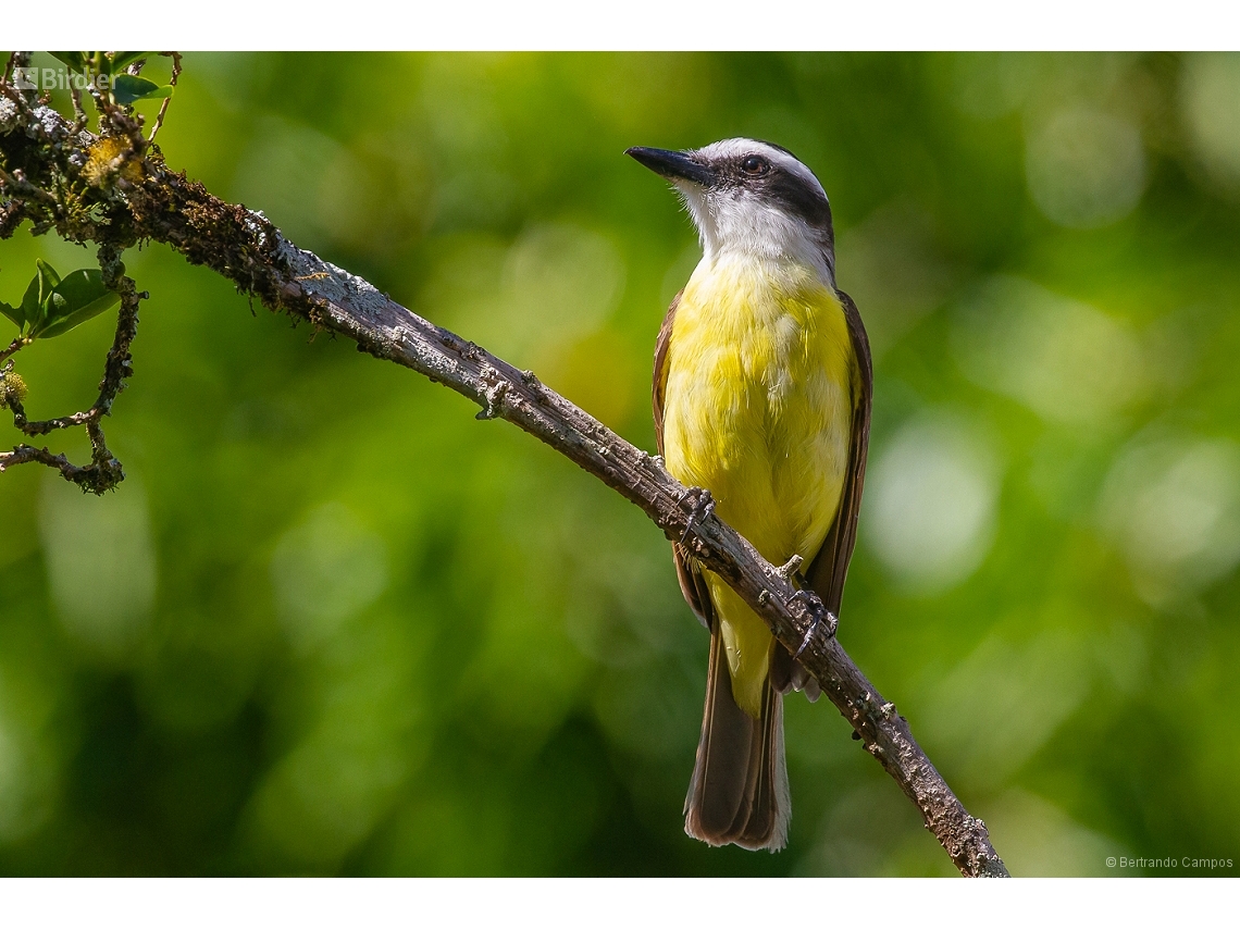 Pitangus sulphuratus