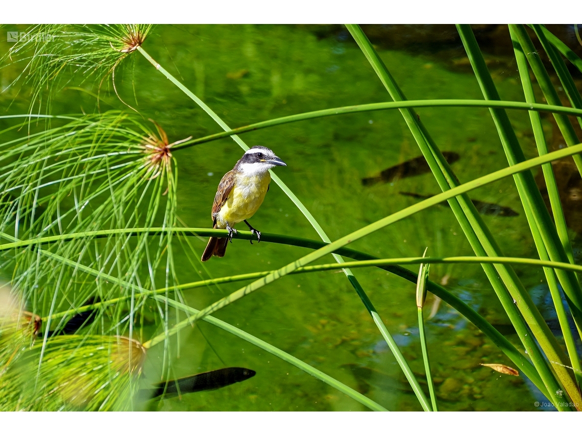 Pitangus sulphuratus