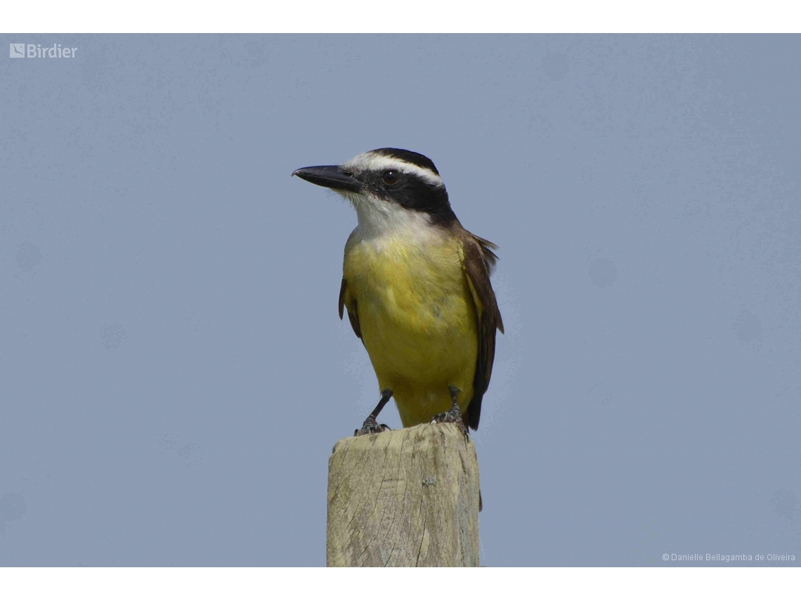 Pitangus sulphuratus