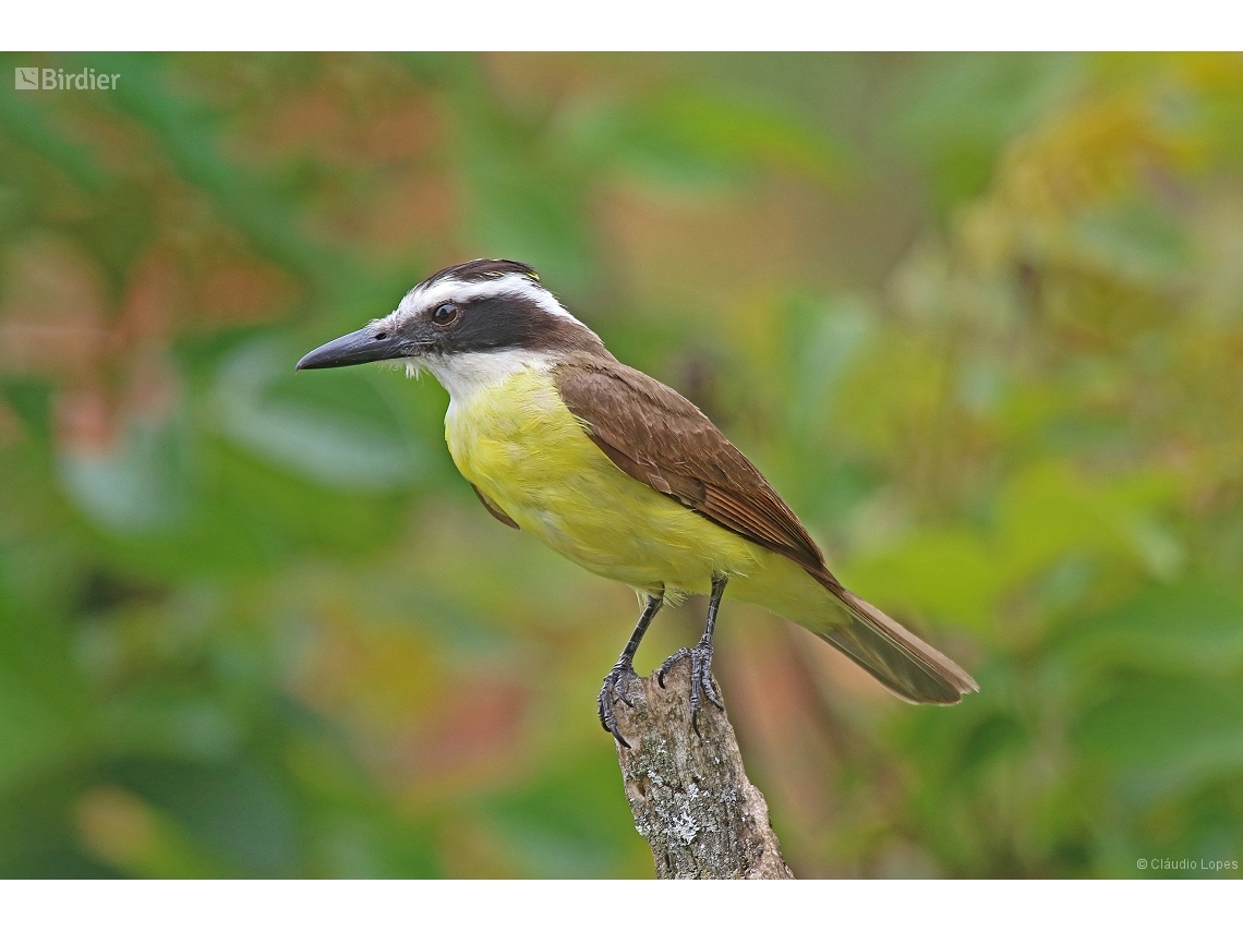 Pitangus sulphuratus