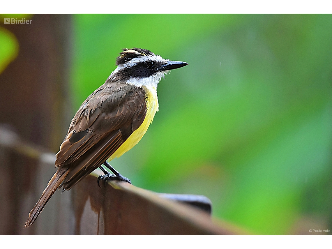 Pitangus sulphuratus
