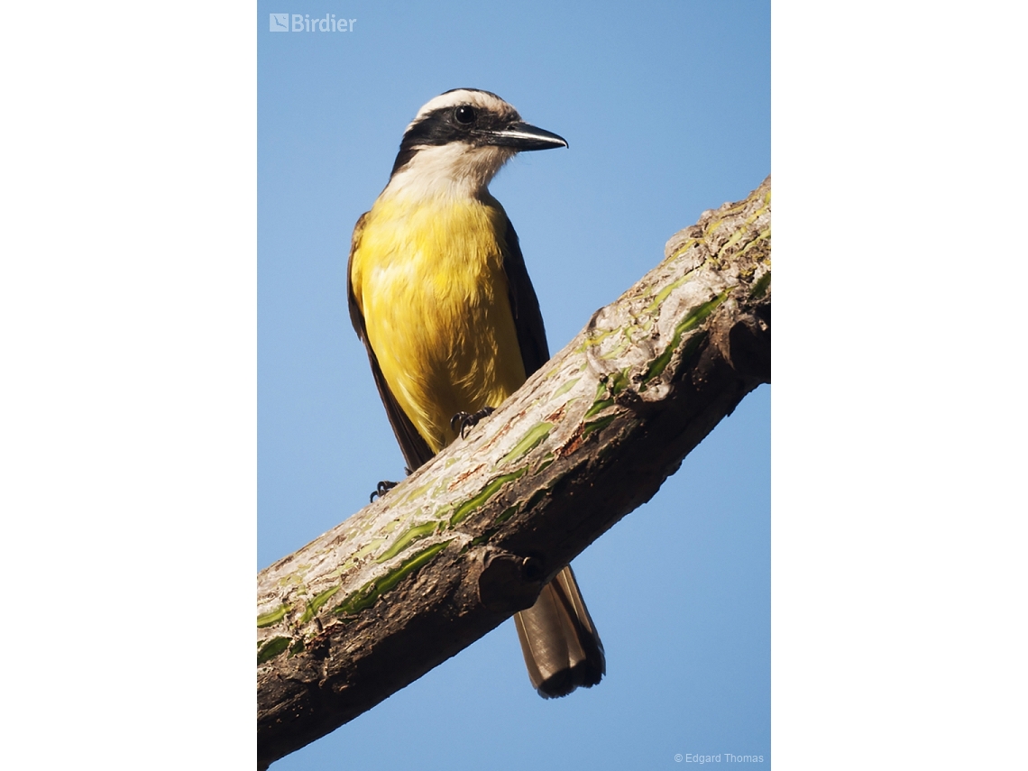 Pitangus sulphuratus