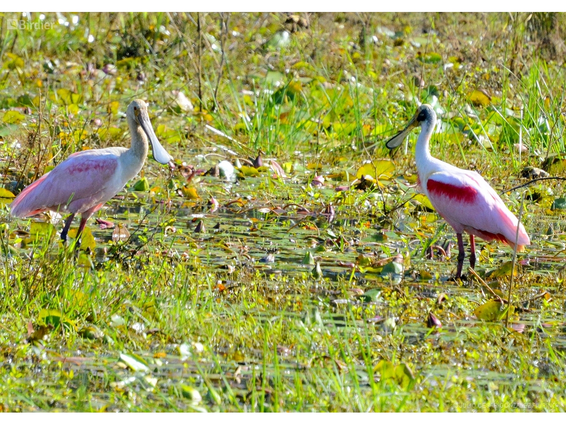 Platalea ajaja