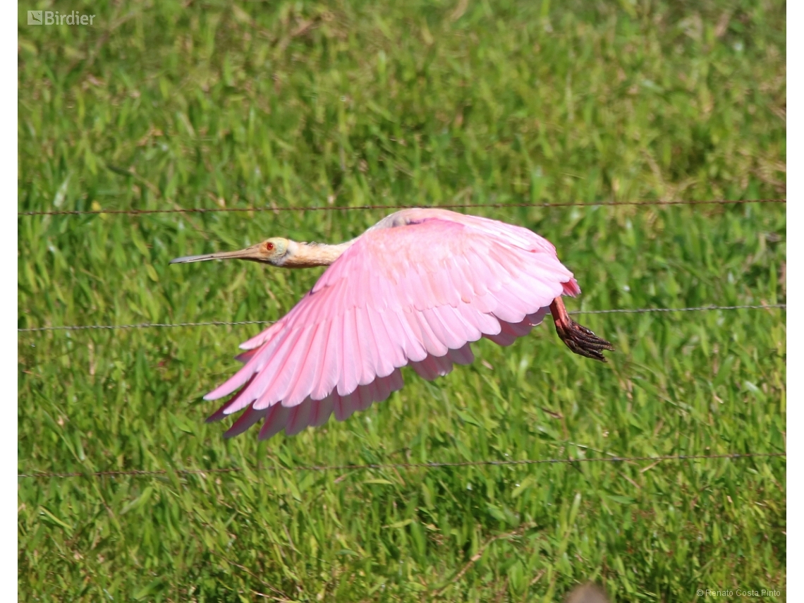 Platalea ajaja