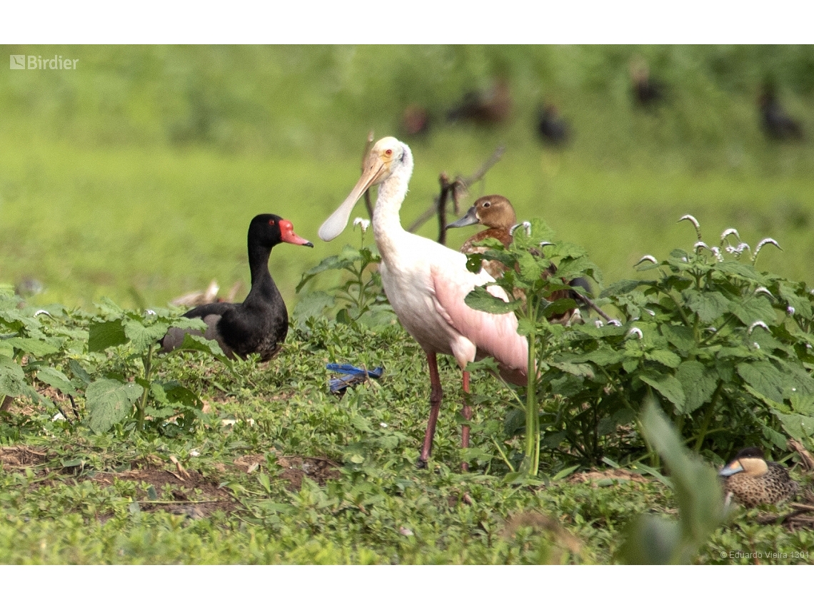 Platalea ajaja