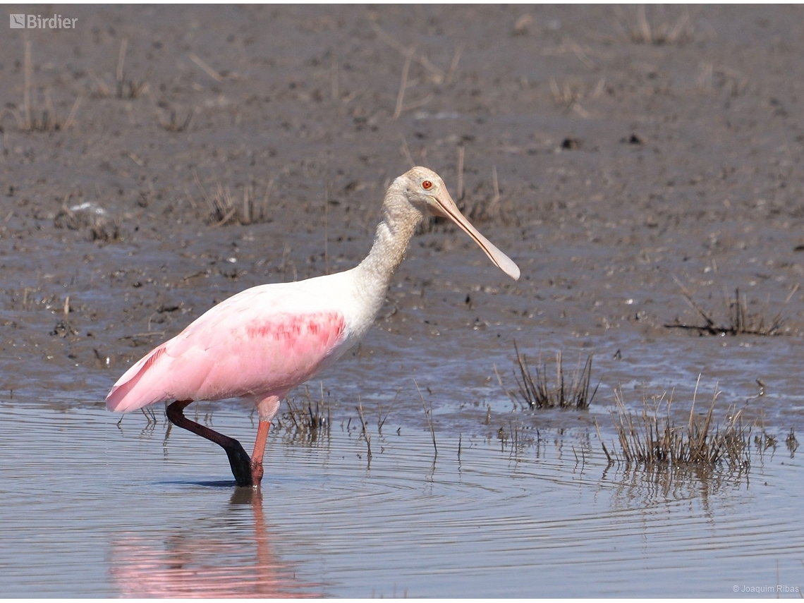 Platalea ajaja