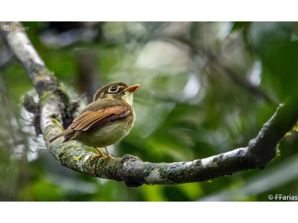 Platyrinchus leucoryphus