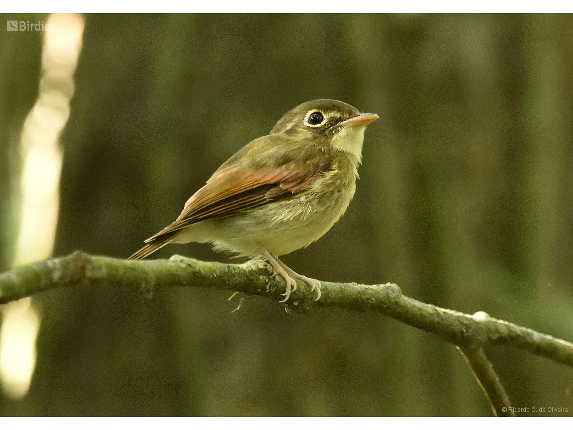 Platyrinchus leucoryphus