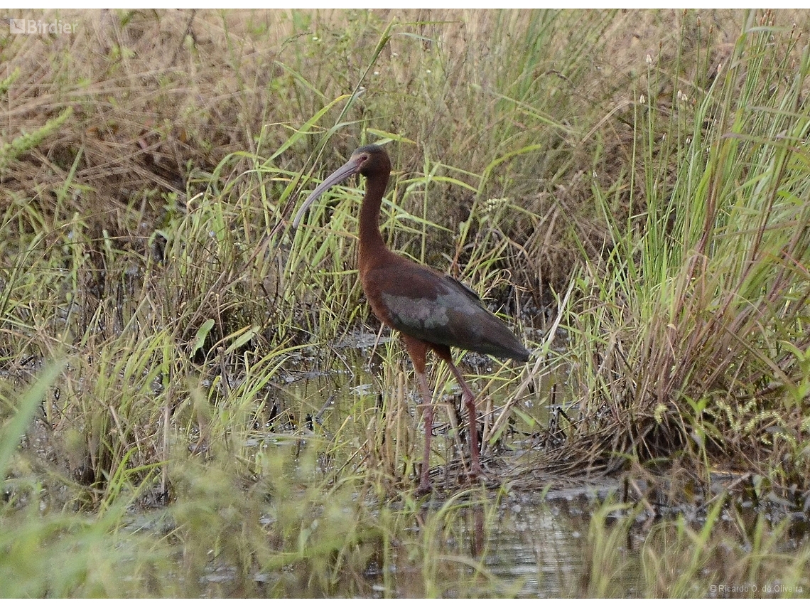 Plegadis chihi