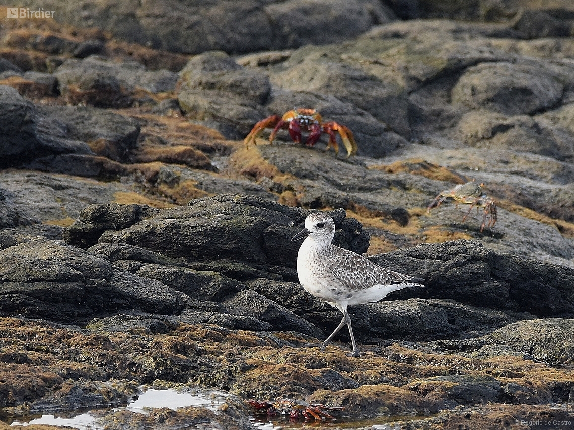 Pluvialis squatarola