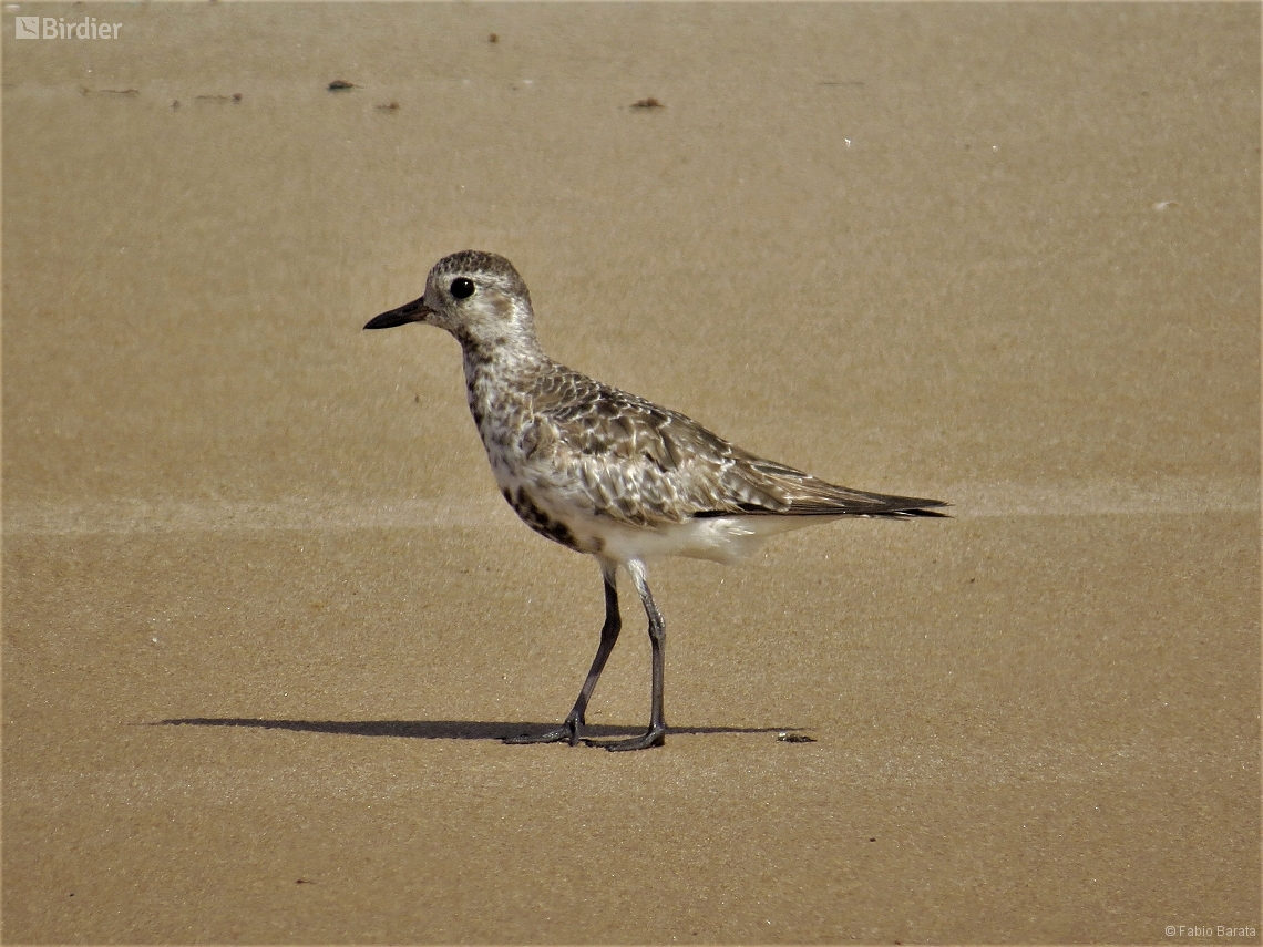 Pluvialis squatarola