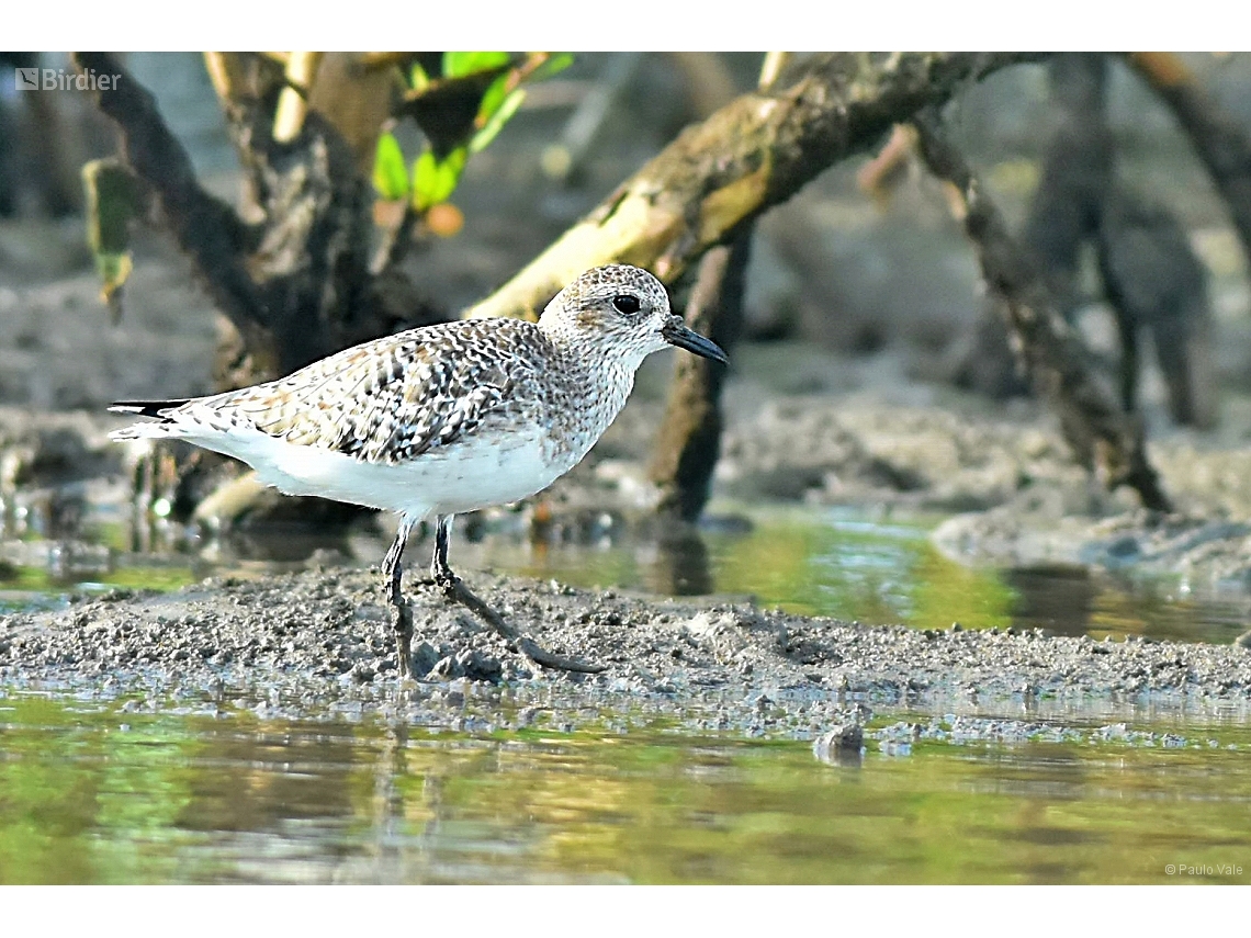 Pluvialis squatarola