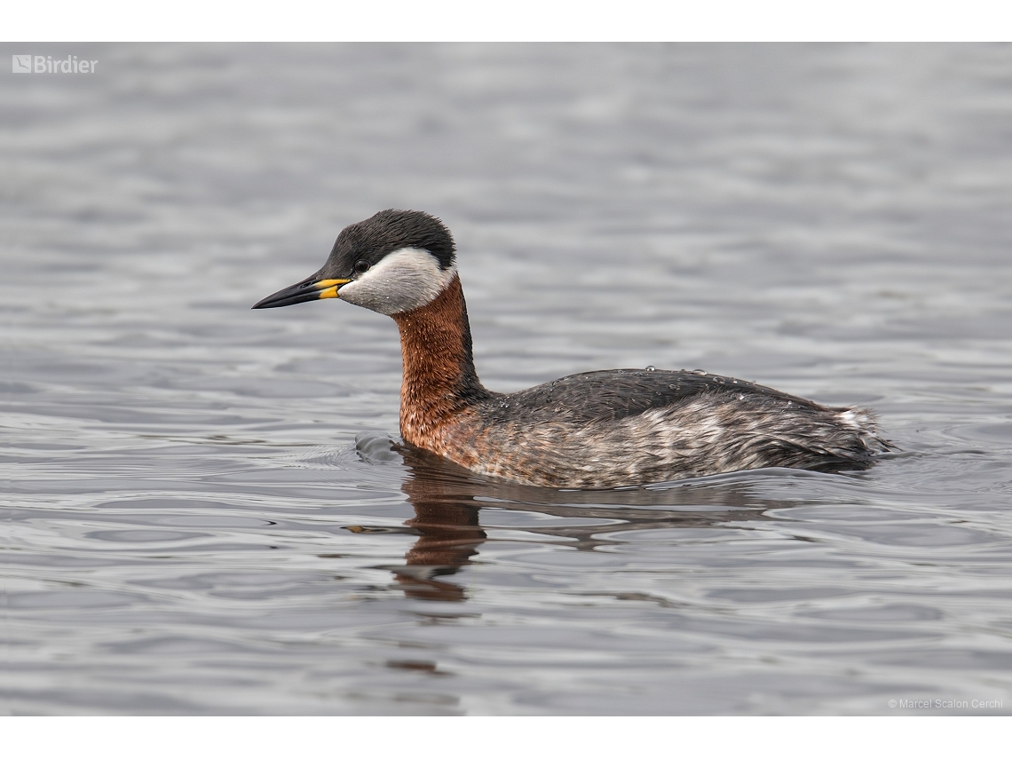 Podiceps grisegena