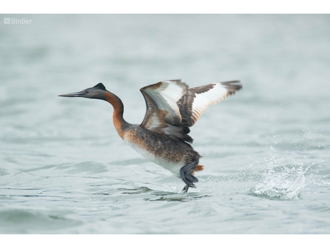 Podiceps major