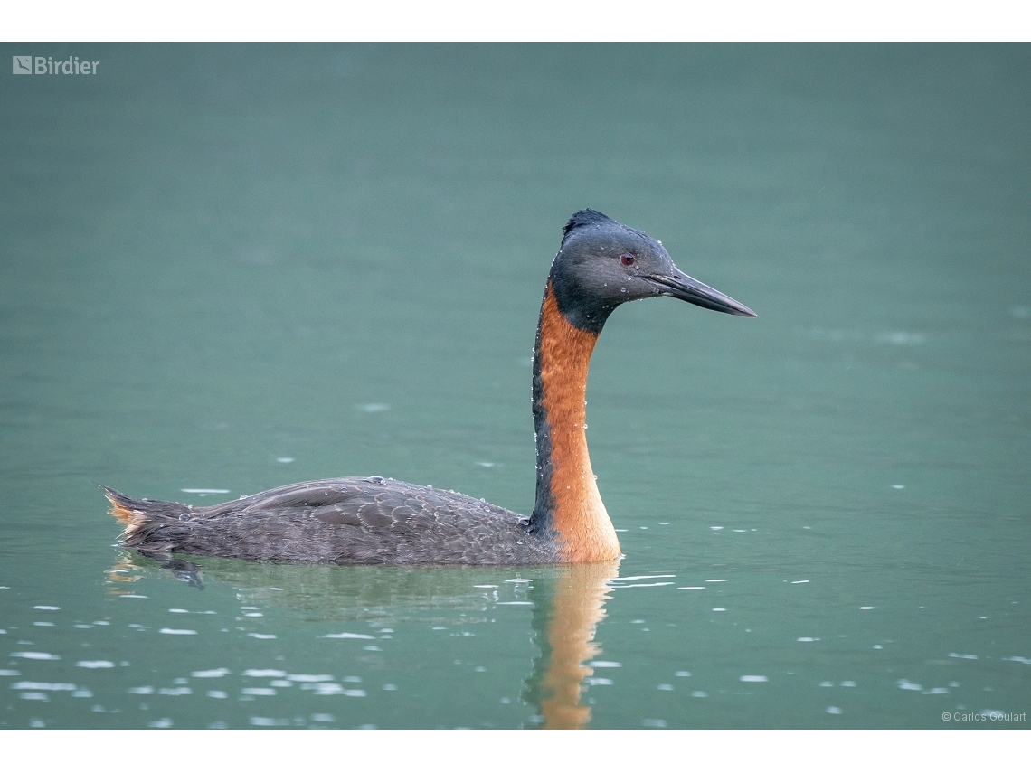 Podiceps major