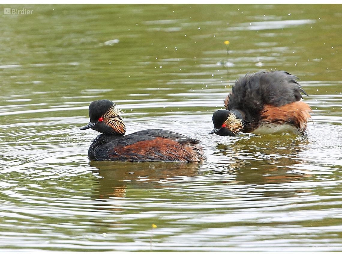 Podiceps nigricollis