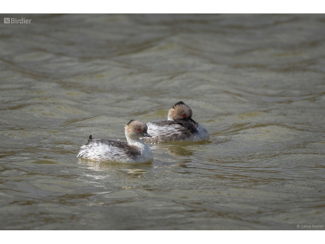 Podiceps occipitalis