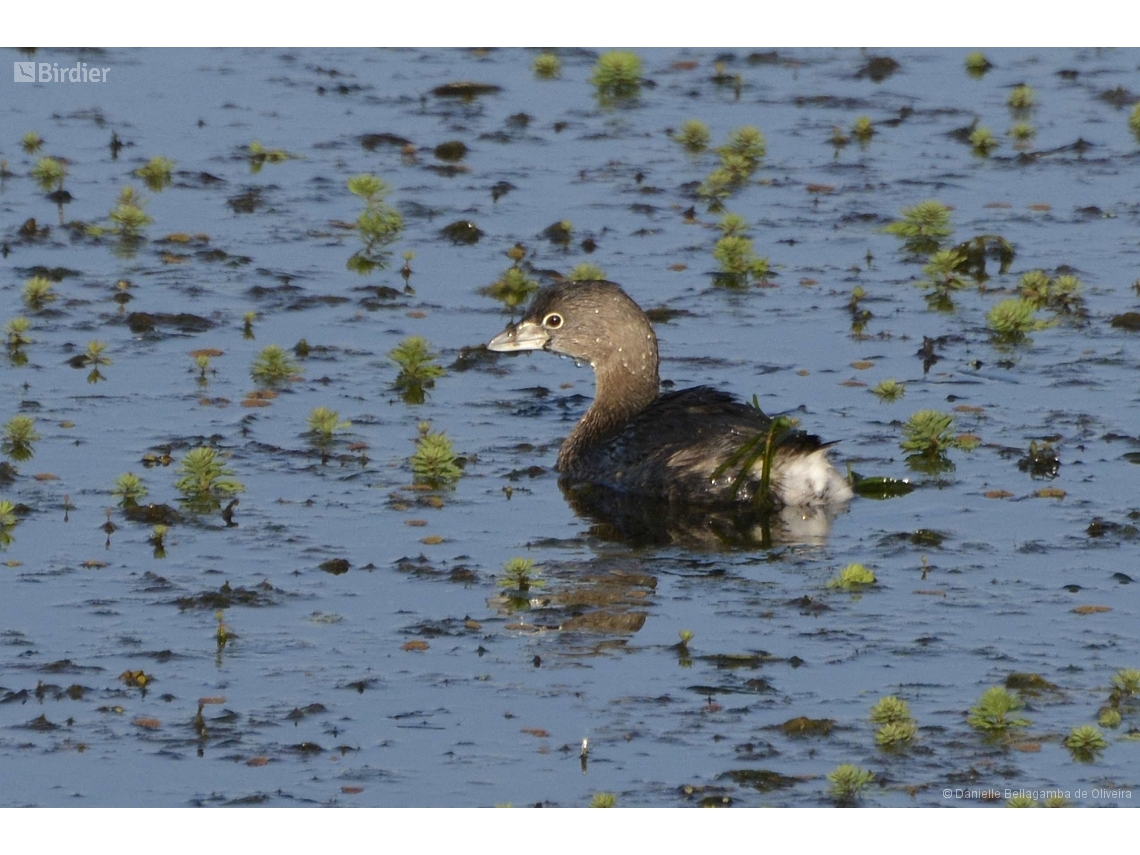Podilymbus podiceps