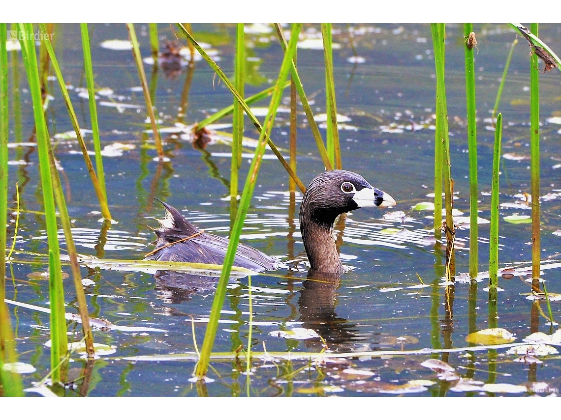 Podilymbus podiceps