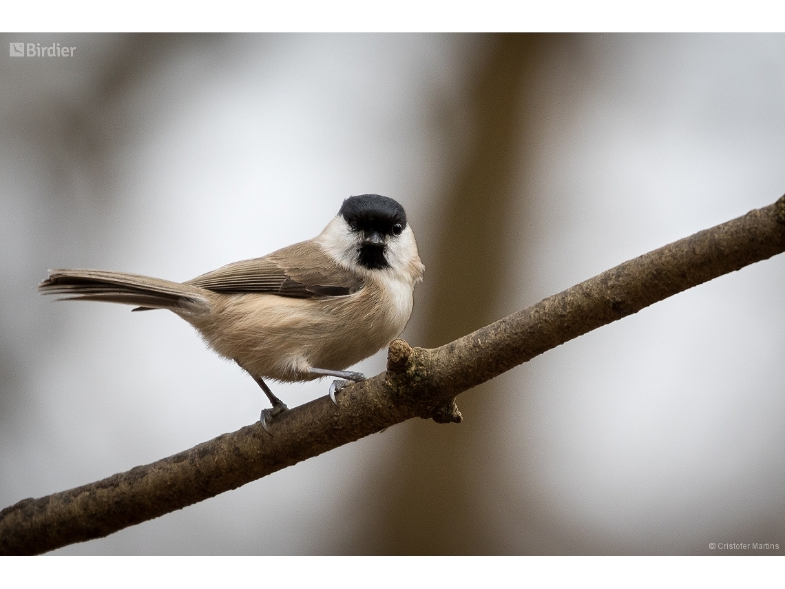 Poecile palustris