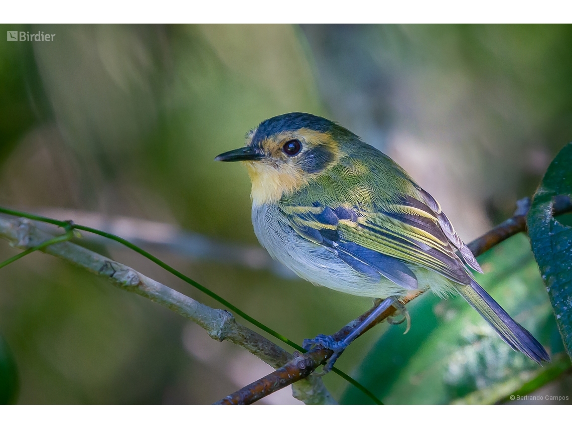 Poecilotriccus plumbeiceps