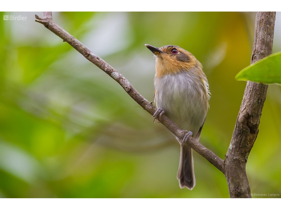 Poecilotriccus plumbeiceps