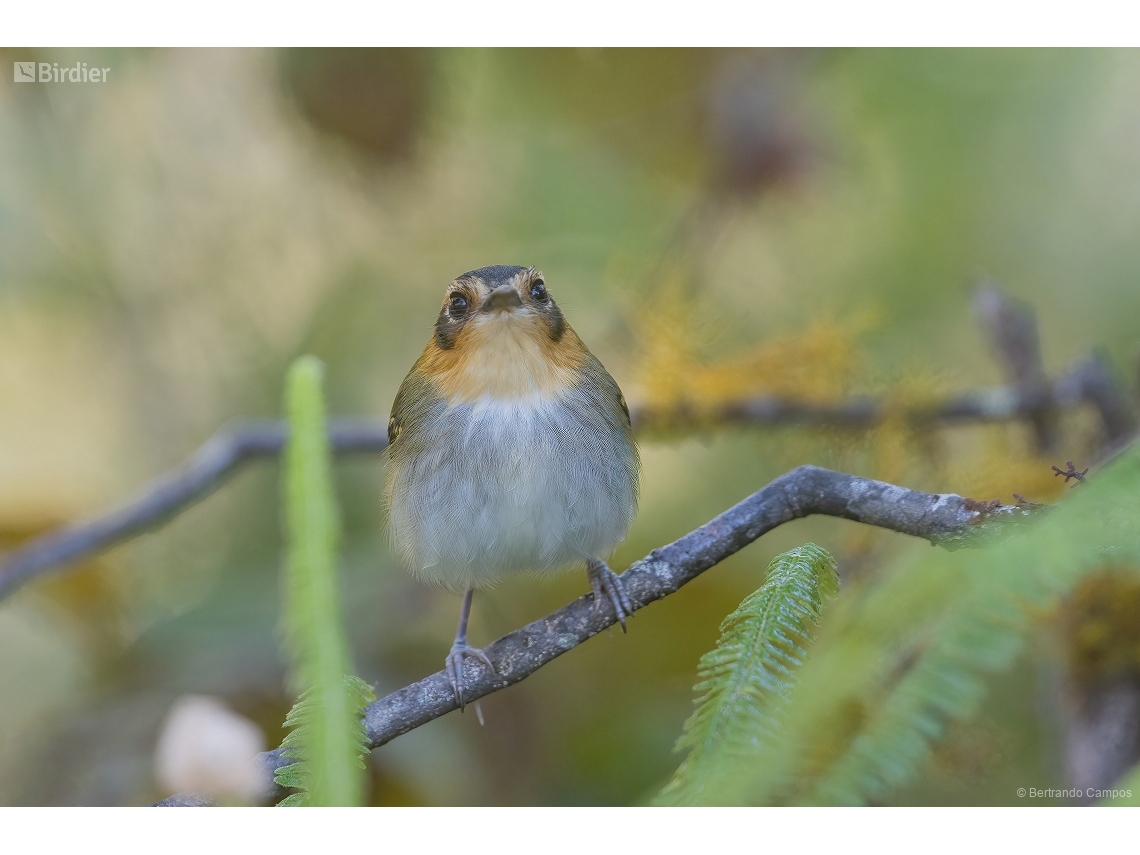 Poecilotriccus plumbeiceps