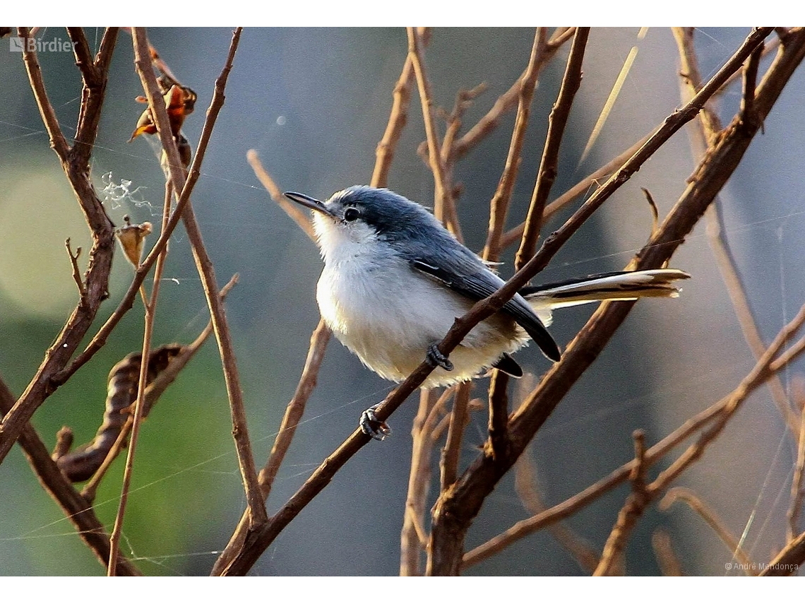Polioptila dumicola
