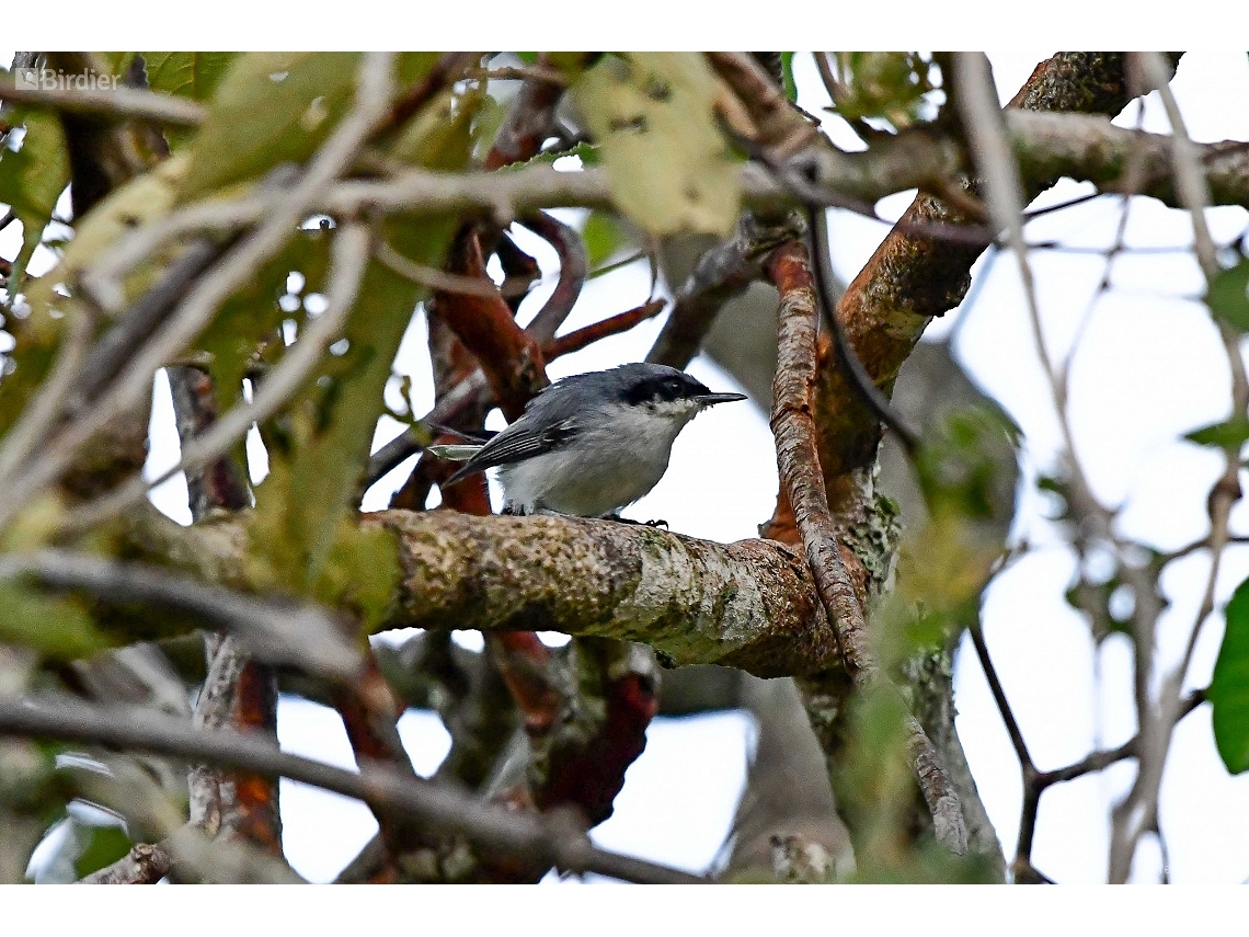Polioptila dumicola