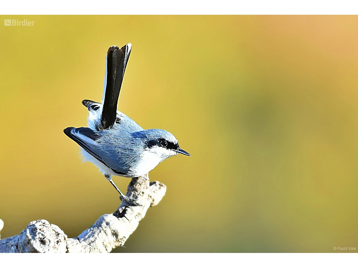Polioptila dumicola