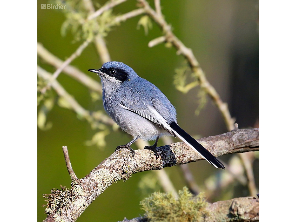 Polioptila dumicola