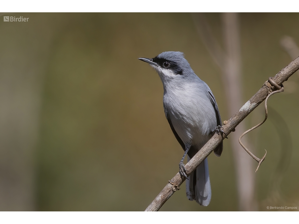 Polioptila dumicola